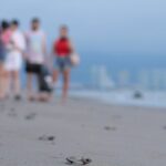 Release of Sea Turtles in Camp Tortuguero - What Do People Love Most?
