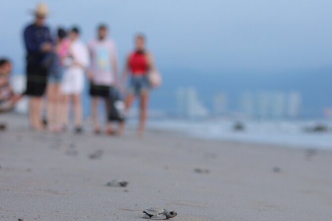 Release of Sea Turtles in Camp Tortuguero - What Do People Love Most?