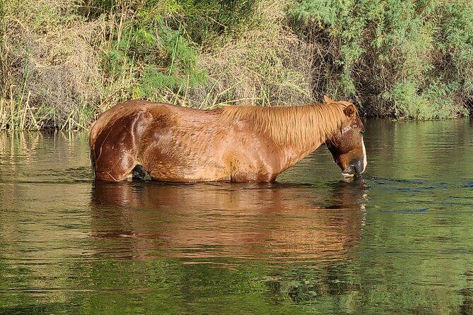 Rent a Paddle Board And Float the Lower Salt River - Frequently Asked Questions