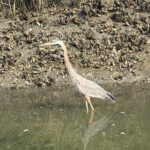 Rent Kayaks in Hilton Head Island - Pricing and Value