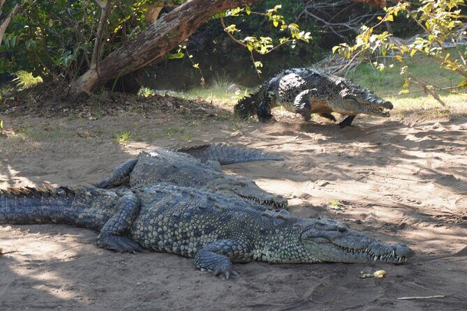 Reptile Eco Tour in Oaxacas Coastal Communities - Transportation, Group Size, and Pricing