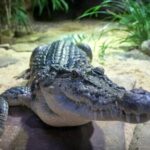 Reptile House Experience at Melbourne Zoo - excl. entry - Analyzing the Cost and Value
