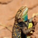 Reptile Hunting in The Sonoran Desert - What’s the Search Like?