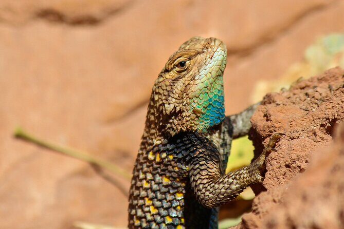Reptile Hunting in The Sonoran Desert - What’s the Search Like?