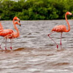 Rio Lagartos: Boat Tour through the Nature Reserve - Insights from Other Travelers