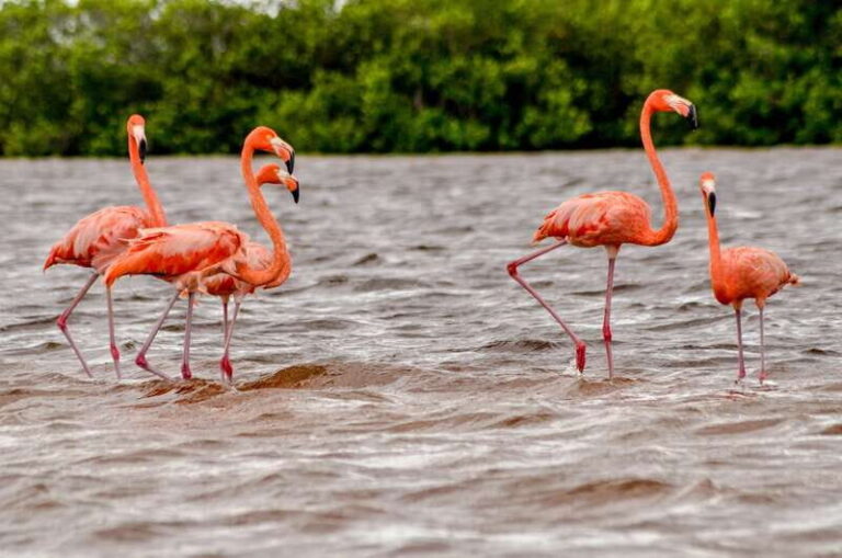 Rio Lagartos: Boat Tour through the Nature Reserve - Insights from Other Travelers