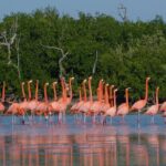 Rio Lagartos - Ek Balam from Valladolid - FAQ