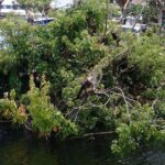 River Cruise Tour with Manatee Viewing - The Pros and Cons: A Balanced View