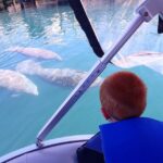 River Cruise with Manatee Viewing - The Value and Limitations