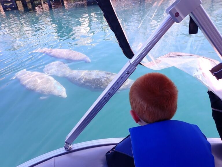 River Cruise with Manatee Viewing - The Value and Limitations