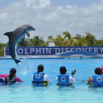 Riviera Maya: Dolphin Encounter with Beach Club Access - Final Thoughts: Is It Worth It?