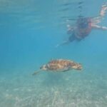 Riviera Maya: Nado con Tortugas, Cenote y Almuerzo mexicano. - Final Thoughts