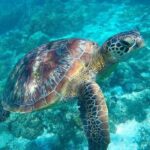 Riviera Maya Private Snorkeling Tour Adventure - The Logistics and Practical Tips