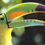 Riviera Maya: Puerto Morelos 4-Hour Bird Watching Tour - Is It Worth the Price?