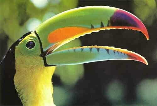Riviera Maya: Puerto Morelos 4-Hour Bird Watching Tour - Is It Worth the Price?