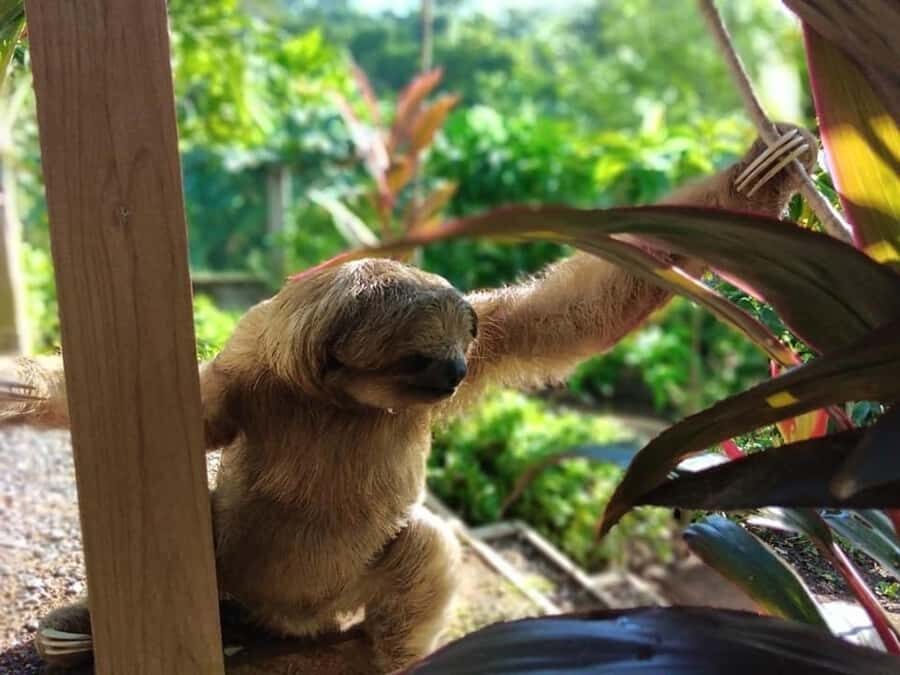 Roatán: Private Monkey and Sloth Sanctuary Tour - Final Thoughts: Who Is This Tour For?