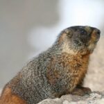 Rocky Mountain National Park Grand Lake Tour - Practical Considerations