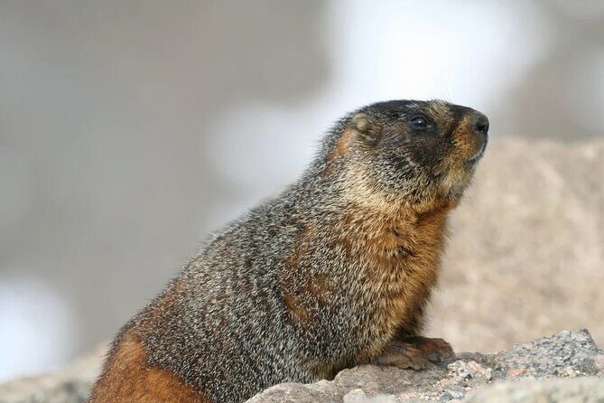 Rocky Mountain National Park Grand Lake Tour - Practical Considerations