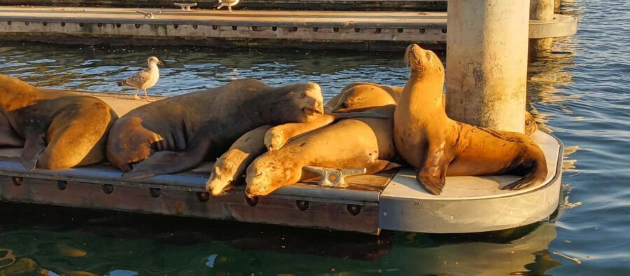 Romantic Boat Cruise with Wine & Cheese or Surprise Dinner - Why This Cruise Could Be Just Right for You