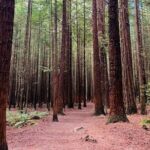 Rotorua Private tour with Hotspring - Who Is This Tour Best For?