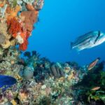 Rottnest Island scuba dive tour - Food, Comfort, and Amenities