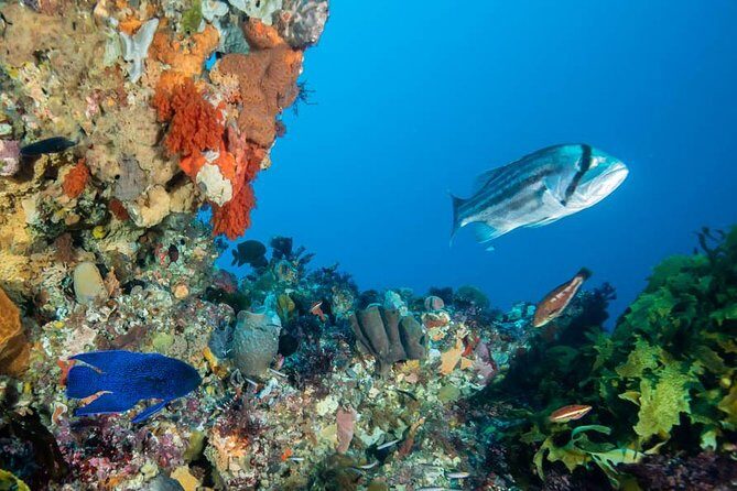 Rottnest Island scuba dive tour - Food, Comfort, and Amenities