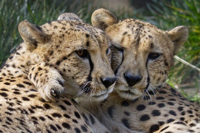 Sacramento Zoo General Admission Ticket - Inside the Zoo: Highlights and Practical Details