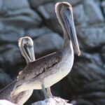 SAFARI THROUGH THE MANGROVES IN VENTANILLA OAXACA - Who this tour is best for