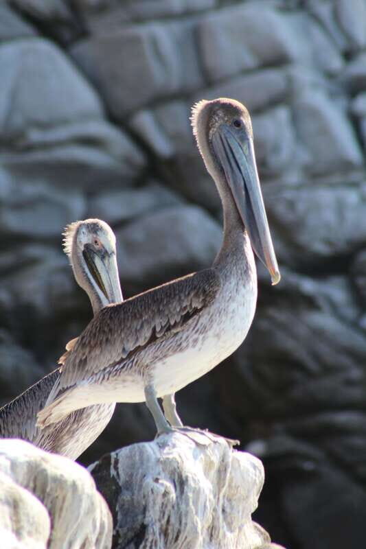 SAFARI THROUGH THE MANGROVES IN VENTANILLA OAXACA - Who this tour is best for