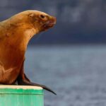 Sail Bainbridge Island & Seattle Waters - Classic Sailboat - The Potential Drawbacks