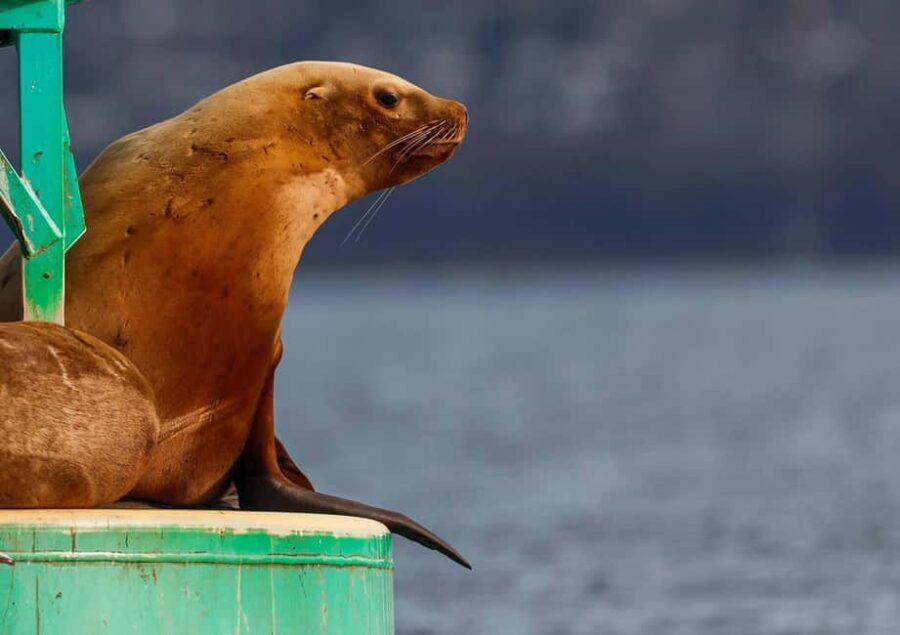 Sail Bainbridge Island & Seattle Waters - Classic Sailboat - The Potential Drawbacks