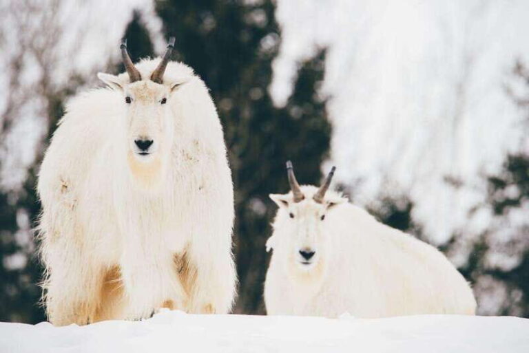 Saint Felicien: Admission to Zoo Sauvage - What’s Included and Practical Details