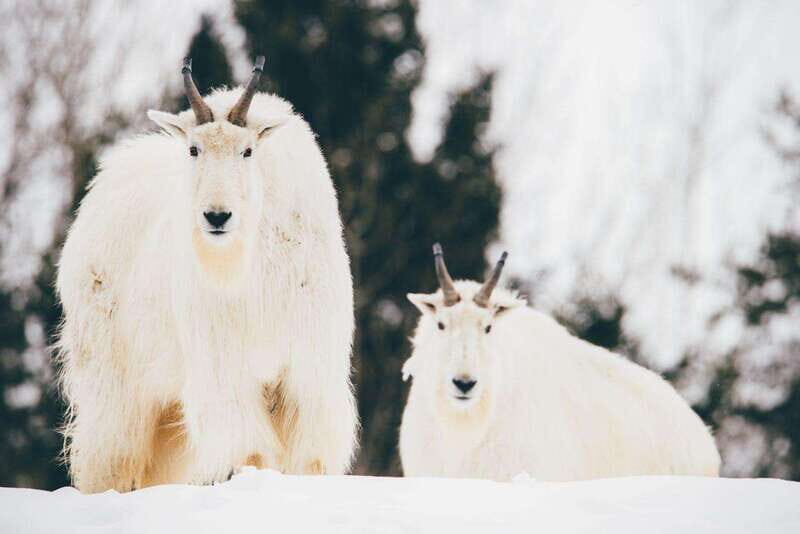 Saint Felicien: Admission to Zoo Sauvage - What’s Included and Practical Details