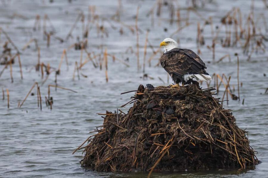 Saint Joseph: Missouri Eagle Waterfowl Photography Tour - Final Thoughts