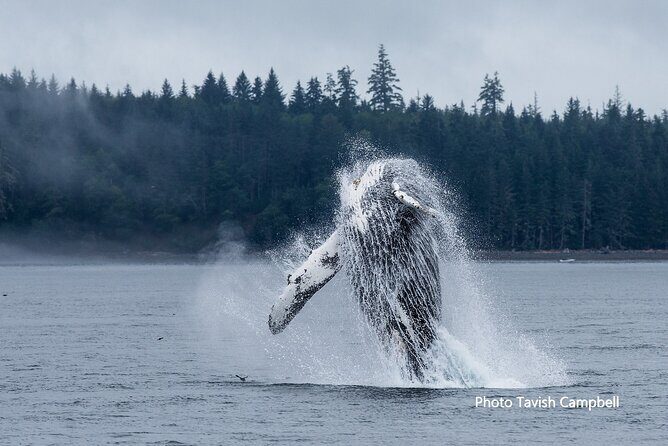 Salish Sea Whale Watching Tour in Campbell River - Who Should Consider This Tour?
