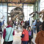 San Antonio: Witte Museum Admission Ticket - The Value of Your Ticket