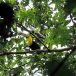 San Cristobal: 4 Days Nature Tour in the Lacandon Jungle - Who Should Consider This Tour?