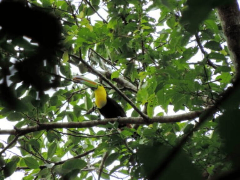 San Cristobal: 4 Days Nature Tour in the Lacandon Jungle - Who Should Consider This Tour?