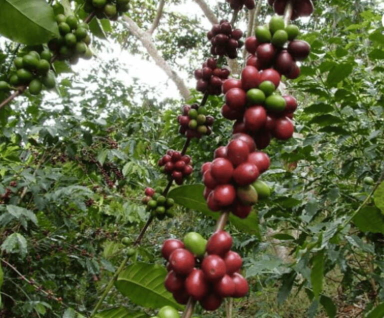 San Cristobal: Coffee Tour in the Mountains of Chiapas - Practicalities and Value
