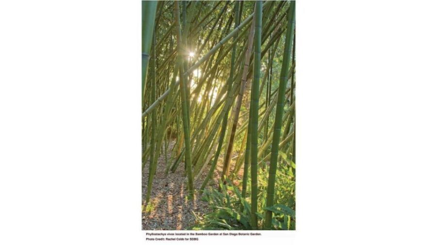 San Diego Botanical Garden Entry Ticket and Transportation - Who Is This Tour Best For?