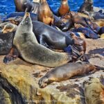 San Diego Driving Tour: Gaslamp Quarter, Balboa Park & Old Town - Who Should Consider This Tour?