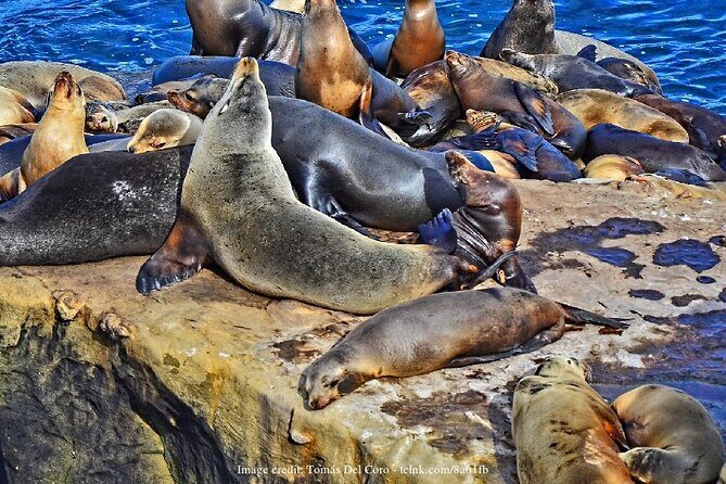 San Diego Driving Tour: Gaslamp Quarter, Balboa Park & Old Town - Who Should Consider This Tour?