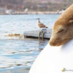 San Diego Half-Day Marine Wildlife Tour with Lunch - The Bottom Line: Who Should Book This Tour?