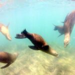 San Diego: La Jolla Cove Guided Snorkeling Tour - Who Is This Tour Best For?