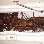 San Diego Lobster Hoop Netting Charter up to 6 People - Who Will Love This Tour?