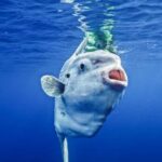 San Diego Ocean Safari: 6-Hour Snorkel Adventure! - Who This Tour Is Best For