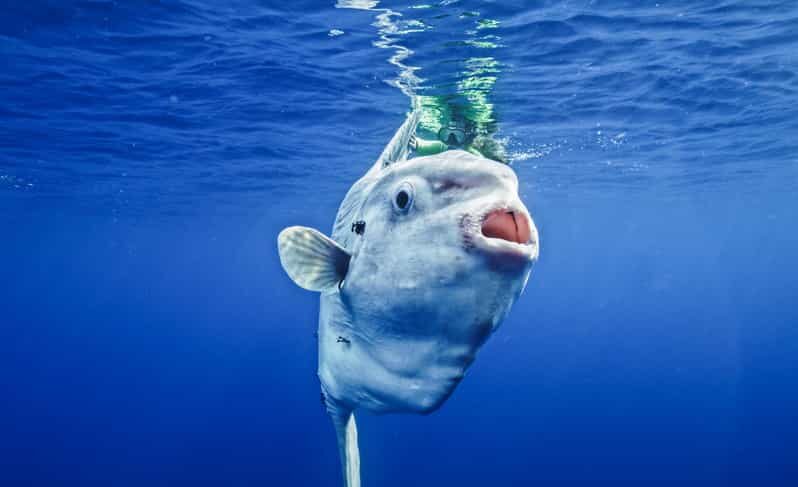 San Diego Ocean Safari: 6-Hour Snorkel Adventure! - Who This Tour Is Best For