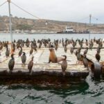 San Diego: SEAL City Tour by Amphibious Bus - The Value for Money