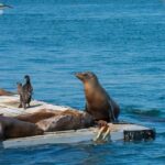 San Diego Shore Excursion: San Diego Seal Tour - Final Thoughts: Is It Worth It?