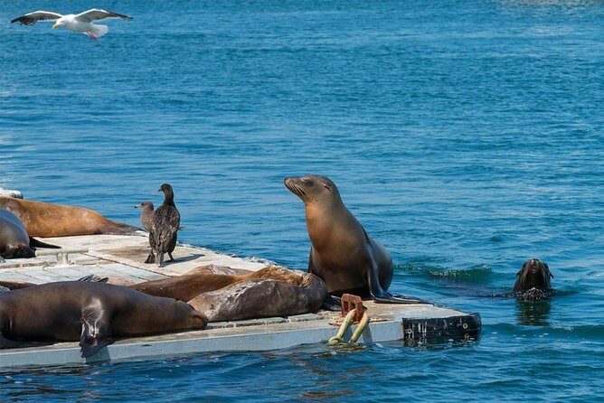 San Diego Shore Excursion: San Diego Seal Tour - Final Thoughts: Is It Worth It?